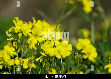 Blühende Bermuda Buttercup (Oxalis Pes-Caprae). Invasive Arten, Teneriffa Stockfoto