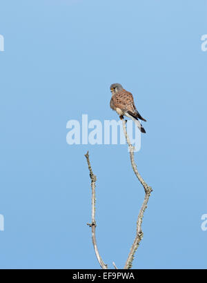 Westen Kanarische Turmfalken (Falco Tinnunculus Canariensis) männlich, Teneriffa Stockfoto