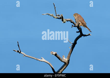 Westen Kanarische Turmfalken (Falco Tinnunculus Canariensis) weiblich, Teneriffa Stockfoto