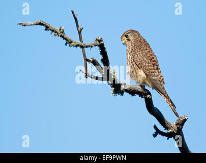 Westen Kanarische Turmfalken (Falco Tinnunculus Canariensis) weiblich, Teneriffa Stockfoto