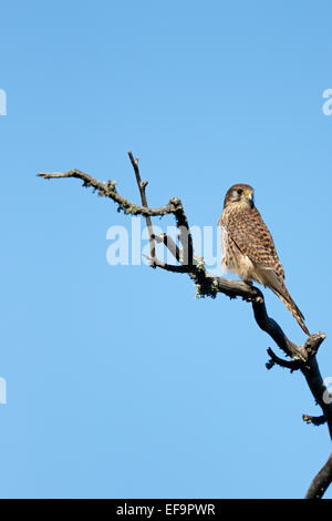 Westen Kanarische Turmfalken (Falco Tinnunculus Canariensis) weiblich, Teneriffa Stockfoto