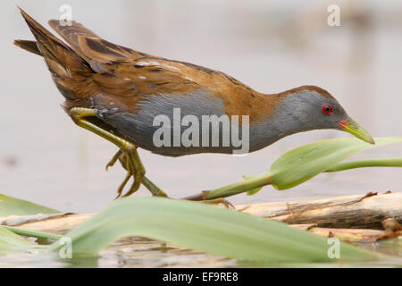 Little Crake; Schiribilla; Porzana Parva; Stockfoto