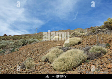 Pterocephalus Lasiospermus (Rosalillo de Cumbre), Caprifoliaceae, Las Cañadas del Teide, Winter Stockfoto