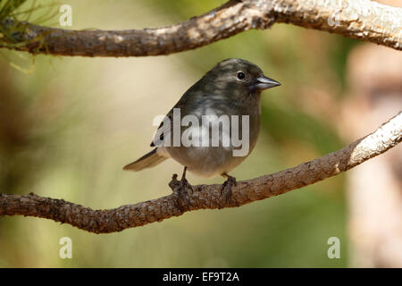 Blauer Buchfink, (Fringilla Teydea Teydea), weibliche thront auf einem Ast Stockfoto