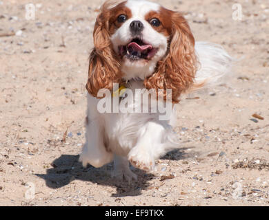 Cavalier King Charles Spaniel, die entlang einem Strand in Melbourne, Australien Stockfoto
