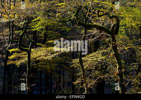 Herbst am Hardcastle Klippen ein bewaldetes Tal in der Nähe von Hebden Bridge in West Yorkshire England UK Stockfoto