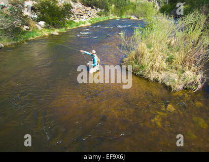 Fliegenfischen Sie auf Forellen im Bergbach Stockfoto