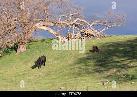 Black Angus Bull und Kalb auf einem grünen Hügel mit einer riesigen Eiche in Santa Ynez, Kalifornien Stockfoto