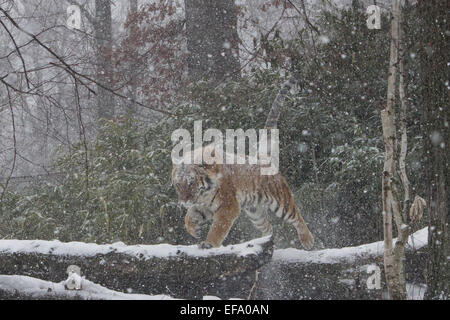 Schnee, Jumper nicht kann sogar ein Wintersturm diese coole Katze verhindern, spielen im Schnee Bronx Zoo New York Jan.26 2015... Stockfoto