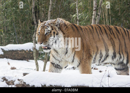 Eine große männliche sibirische Tiger streben seine Sachen an einem kalten Schnee-Tag im New Yorker Bronx Zoo 9. Januar 2015 Stockfoto