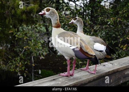 Ägyptische Gänse (Alopochen Aegyptiaca) an der Wakodahatchee Feuchtgebiete, Delray Beach, Palm Beach County, Florida Stockfoto