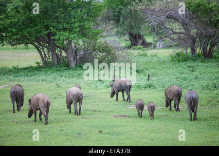 Wildschwein (Sus Scrofa Affinis), Sri Lanka Wildschweine, Yala-Nationalpark, Sri Lanka Stockfoto