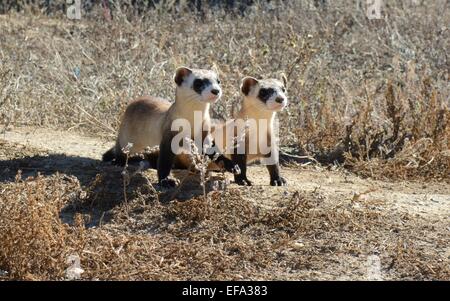 Ein paar schwarze – füßiges Frettchen Kits Shortgrass Grasland von ihrem Außengehege an das National Black-footed Ferret Conservation Center Umfrage 16. Januar 2015 in Colorado. Stockfoto