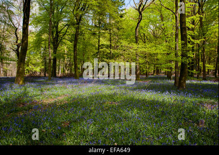 Schönen Frühling Glockenblumen im Grovely Wald-Wishford in der Nähe von Salisbury Stockfoto