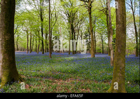 Schönen Frühling Glockenblumen im Grovely Wald-Wishford in der Nähe von Salisbury Stockfoto