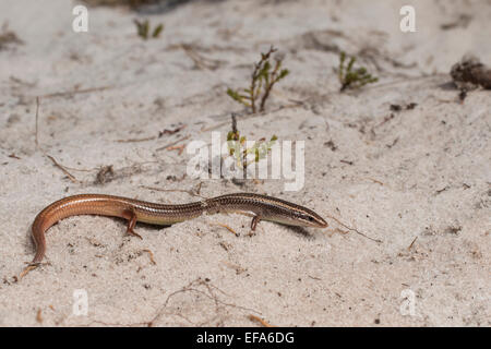 Blaugeschwemmter Maulwurfskink - Plestiodon egregius lividus Stockfoto