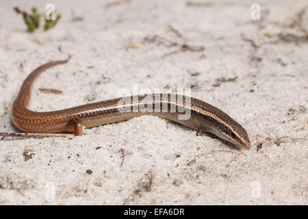 Blaugeschwemmter Maulwurfskink - Plestiodon egregius lividus Stockfoto