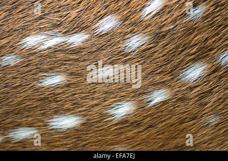 Tierhaare, gefleckte Hirsch (Cervus Achse), Hintergrund Textur der Haut Stockfoto