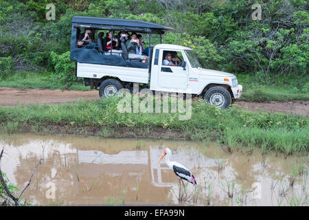 Touristen in Jeeps Traffic jams während Jagd auf Wildtiere, vor allem Leoparden, Storch, Fahrzeuge lackiert. Yala National Park, Sri Lanka. Stockfoto