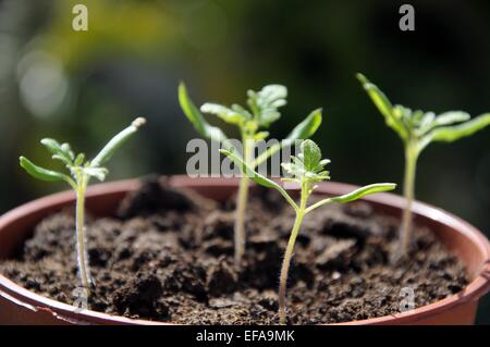 Maskotka Cherry Tomaten Setzlinge in einen Plastiktopf. Stockfoto