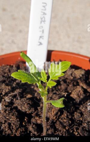 Maskotka Cherry-Tomate in einen Plastiktopf Sämling. Stockfoto