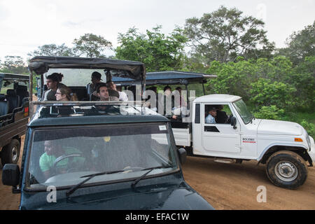 Touristen in Jeeps Staus beim Jagen Wildtiere, vor allem Leoparden in Packungen von Fahrzeugen. Yala National Park, Sri Lanka. Stockfoto