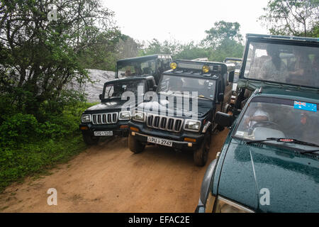 Touristen in Jeeps Staus beim Jagen Wildtiere, vor allem Leoparden in Packungen von Fahrzeugen. Yala National Park, Sri Lanka. Stockfoto