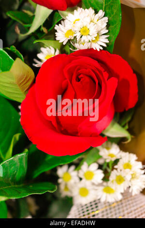 Lily Rosen und viele Blumen, grüne Blätter Hintergrund. Stockfoto