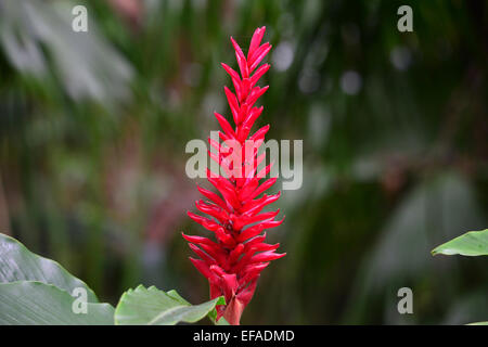 Kurkuma (Curcuma Longa), Blume, Reunion Stockfoto