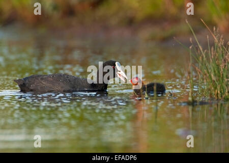 Eurasische Blässhuhn (Fulica Atra), Fütterung der Küken, mittlere Elbe Bisophere Reserve, Sachsen-Anhalt, Deutschland Stockfoto