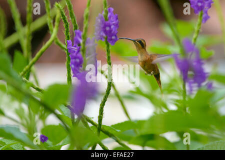 Streifen-throated Einsiedler (Phaethornis Striigularis), im Flug, Provinz Puntarenas, Costa Rica Stockfoto