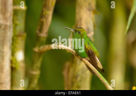 Kupferne Leitung Smaragd (Elvira Cupreiceps), thront an einem Zweig, Vara Blanca, Provinz Alajuela in Costa Rica Stockfoto