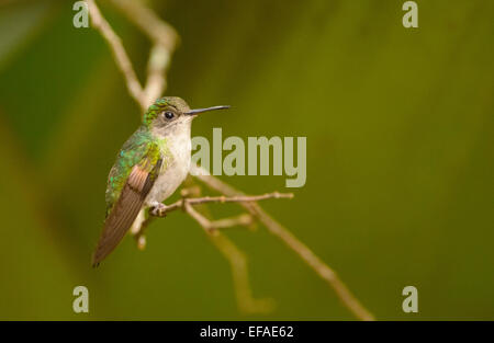 Schwarzbäuchigen Kolibri (Eupherusa Nigriventris), thront an einem Zweig, Vara Blanca, Provinz Alajuela in Costa Rica Stockfoto