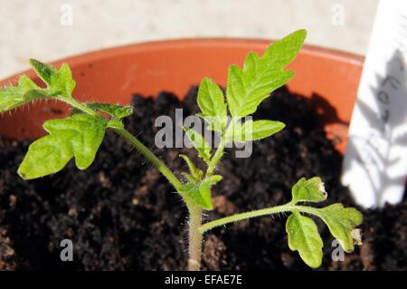 Maskotka Cherry-Tomate in einen Plastiktopf Sämling. Stockfoto