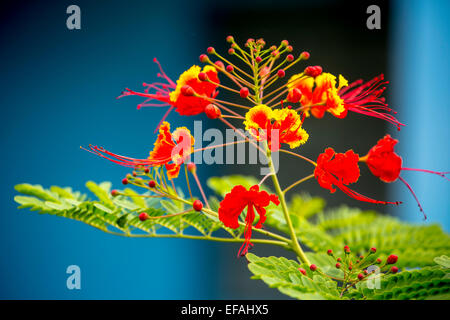 Poinciana (Caesalpinia Pulcherrima), mit roten und gelben Blüten im Blumengarten, Vinales Tal Viñales Stockfoto