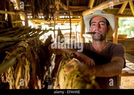 Tabakbauern Luis Manne Alvares Rodrigues Rauchen eine Havanna-Zigarre, Tabak Bauernhof, Vinales Tal, Vinales Stockfoto