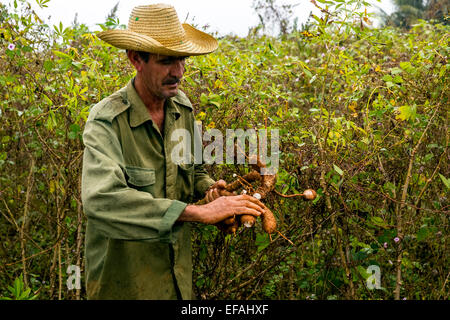 Ein kubanischer Bauer Ernte Maniok (Manihot Esculenta), Viñales, Provinz Pinar Del Rio, Kuba Stockfoto