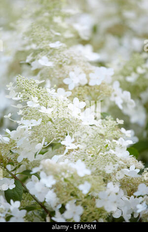 Weiße Flowerheads von Hydrangea Paniculata Grandiflora Stockfoto