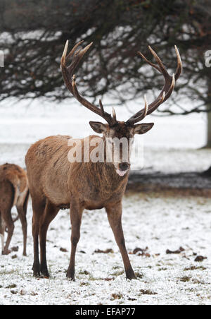 Nottingham, UK. 29. Januar 2015. Reifen männlichen (Hirsch oder Hart) Rothirsch (Cervus Elaphus) im Schnee an Wollaton Wildpark in Nottingham Credit: Pete Jenkins/Alamy Live News Stockfoto