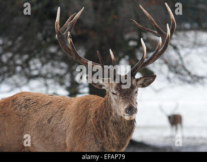 Nottingham, UK. 29. Januar 2015. Reifen männlichen (Hirsch oder Hart) Rothirsch (Cervus Elaphus) im Schnee an Wollaton Wildpark in Nottingham Credit: Pete Jenkins/Alamy Live News Stockfoto