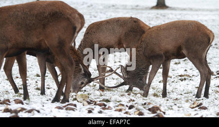 Nottingham, UK. 29. Januar 2015. Zwei junge Männer (Hirsche oder Harts) Rothirsch (Cervus Elaphus) im Schnee an Wollaton Wildpark in Nottingham Credit: Pete Jenkins/Alamy Live News Stockfoto