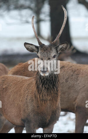 Nottingham, UK. 29. Januar 2015. Weiblich (Doe oder Hirschkuh) Rothirsch (Cervus Elaphus) im Schnee an Wollaton Wildpark in Nottingham Credit: Pete Jenkins/Alamy Live News Stockfoto