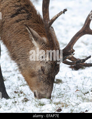 Nottingham, UK. 29. Januar 2015. Reifen männlichen (Hirsch oder Hart) Rothirsch (Cervus Elaphus) im Schnee an Wollaton Wildpark in Nottingham Credit: Pete Jenkins/Alamy Live News Stockfoto