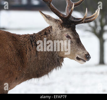 Nottingham, UK. 29. Januar 2015. Reifen männlichen (Hirsch oder Hart) Rothirsch (Cervus Elaphus) im Schnee an Wollaton Wildpark in Nottingham Credit: Pete Jenkins/Alamy Live News Stockfoto