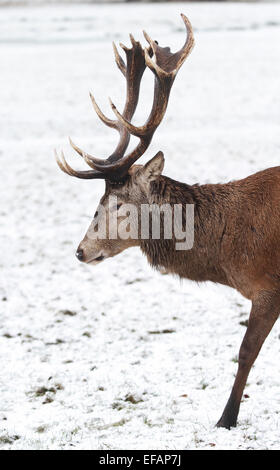 Nottingham, UK. 29. Januar 2015. Reifen männlichen (Hirsch oder Hart) Rothirsch (Cervus Elaphus) im Schnee an Wollaton Wildpark in Nottingham Credit: Pete Jenkins/Alamy Live News Stockfoto