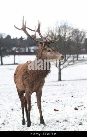 Nottingham, UK. 29. Januar 2015. Junger Mann (Hirsch oder Hart) Rothirsch (Cervus Elaphus) im Schnee an Wollaton Wildpark in Nottingham Credit: Pete Jenkins/Alamy Live News Stockfoto