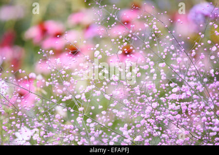 Echinacea Purpurea, gesehen durch die Blüten der Thalictrum Hewitts Double Stockfoto