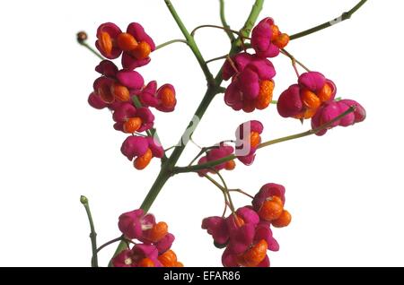 Obst Strauch Euonymus Europaeus auf weißem Hintergrund Stockfoto