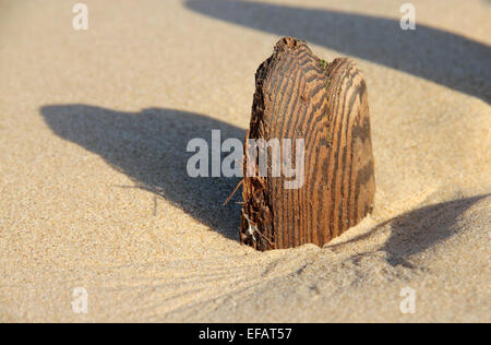 Treibholz im Sand, bleibt der alten Meer Verteidigung, Walberswick, Suffolk Stockfoto