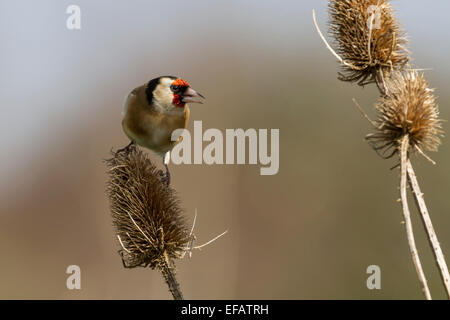 Europäische Goldfinch thront auf einem Teasle nach rechts schauend Stockfoto